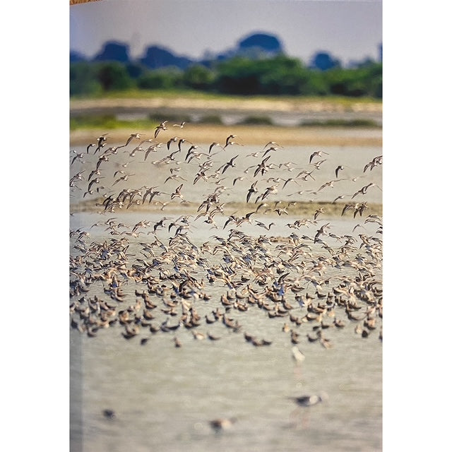 Flock of birds flying over a wetland with greenery in the background