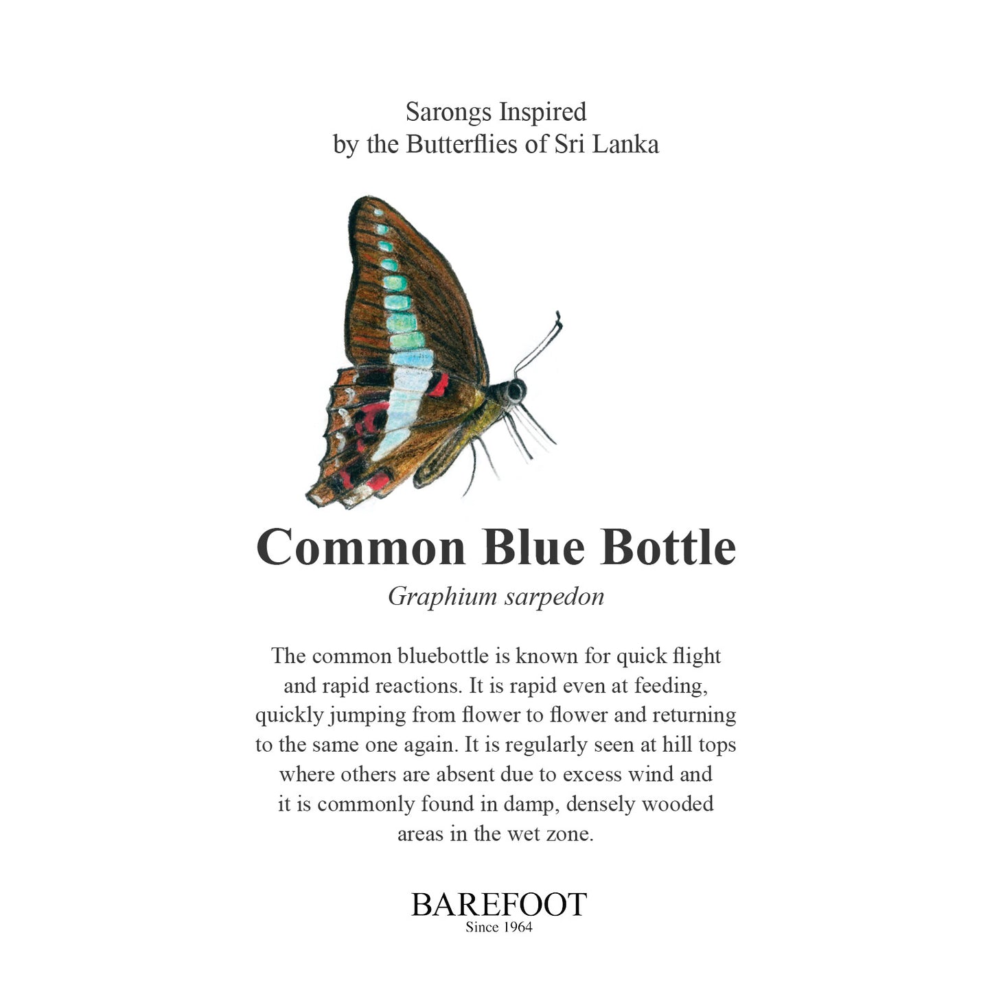 Designer Sarong: Common Blue Bottle