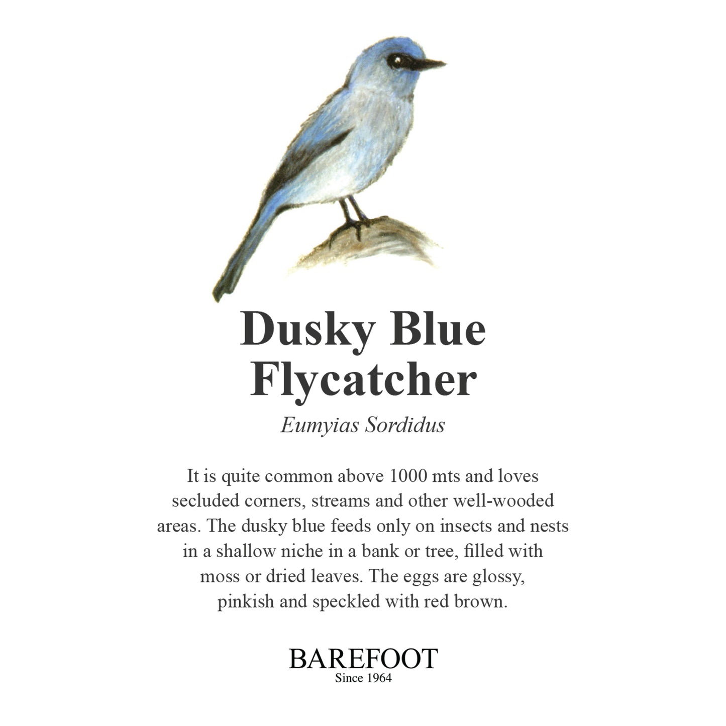 Designer Sarong: Dusky Blue Flycatcher