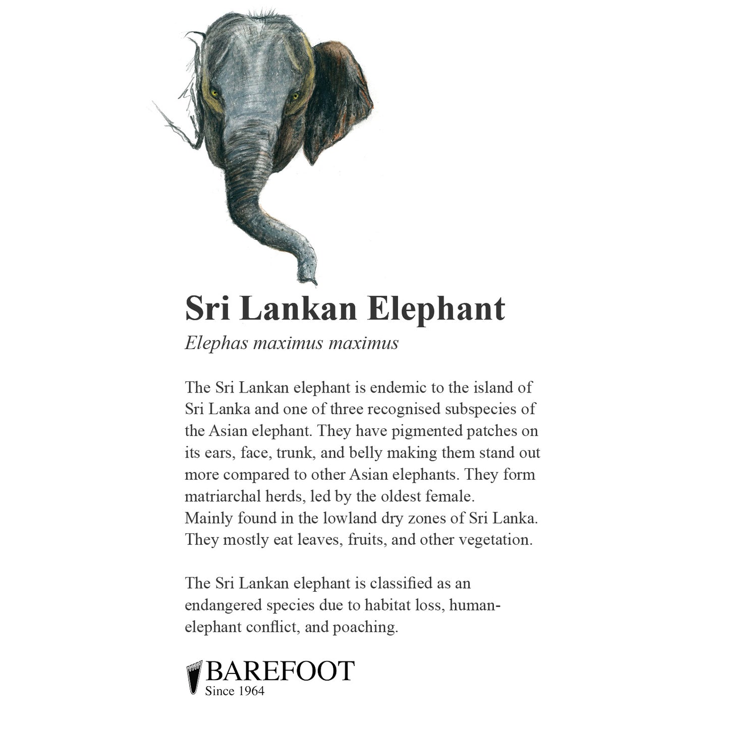 Designer Sarong: Sri Lankan Elephant