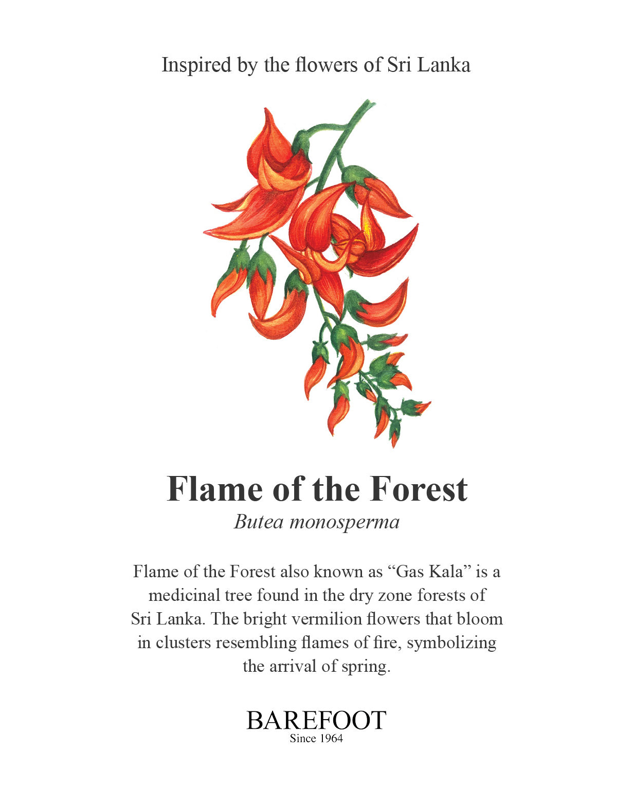 Designer Sarong: Flame of the Forest