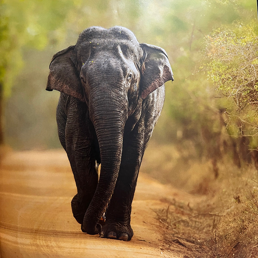 Prana: Traversing The Limitless Wilds Of Sri Lanka by Heshan Peiris
