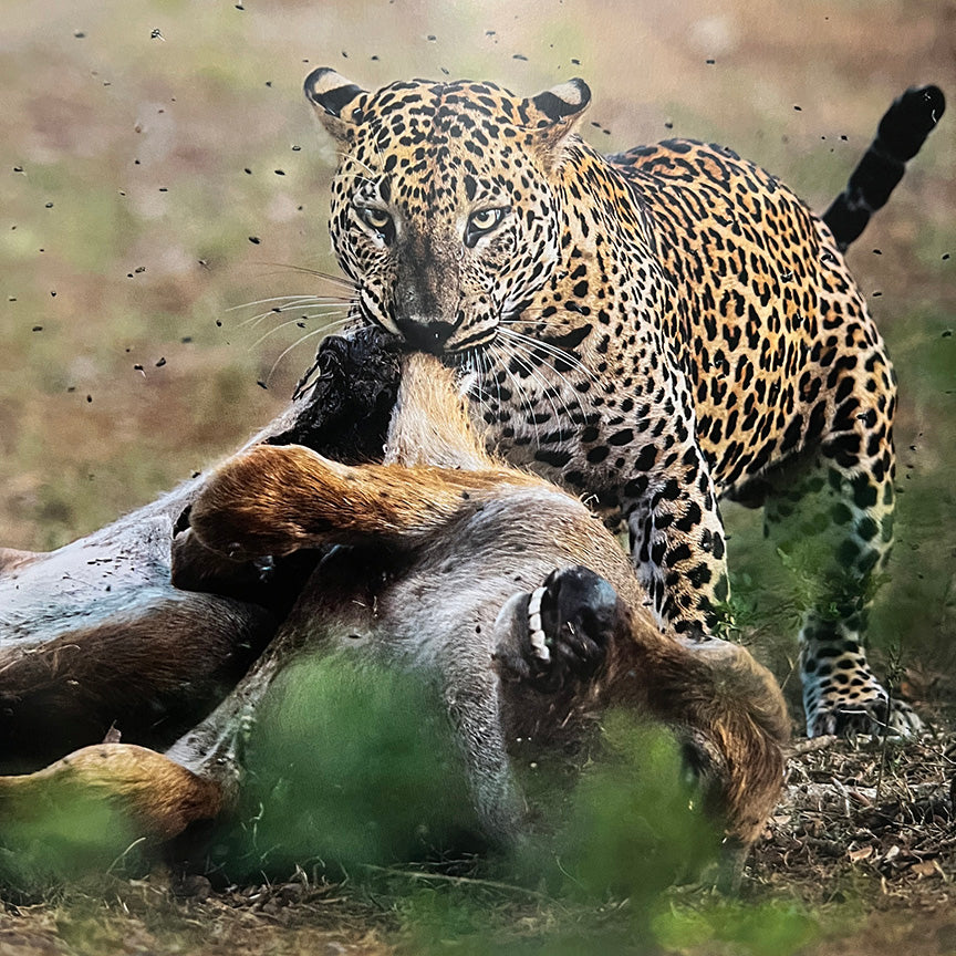 Prana: Traversing The Limitless Wilds Of Sri Lanka by Heshan Peiris