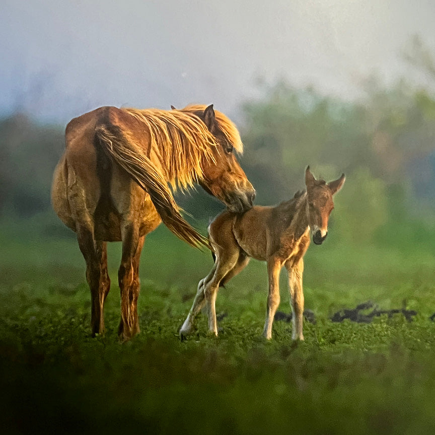 Prana: Traversing The Limitless Wilds Of Sri Lanka by Heshan Peiris