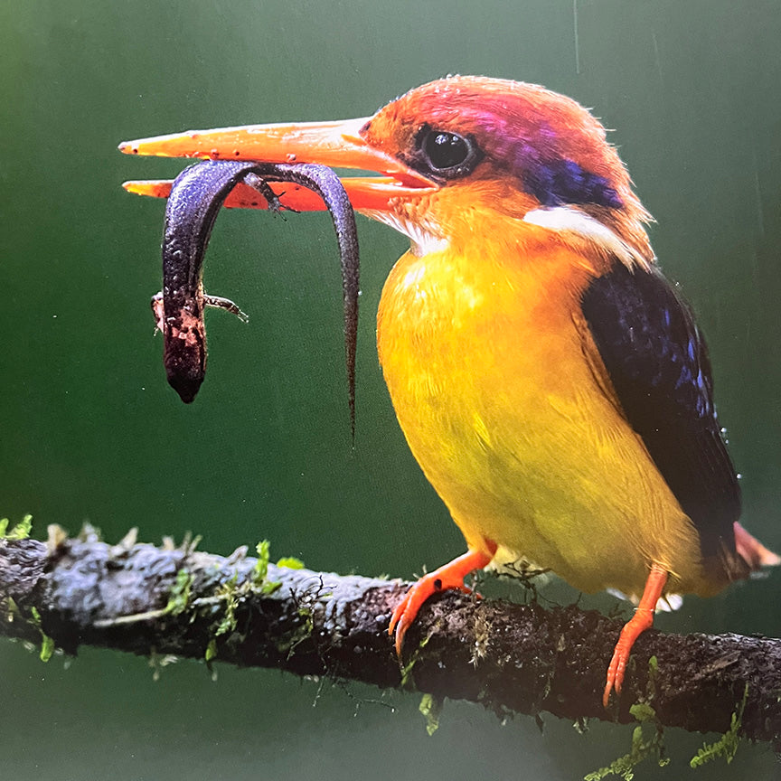 Prana: Traversing The Limitless Wilds Of Sri Lanka by Heshan Peiris