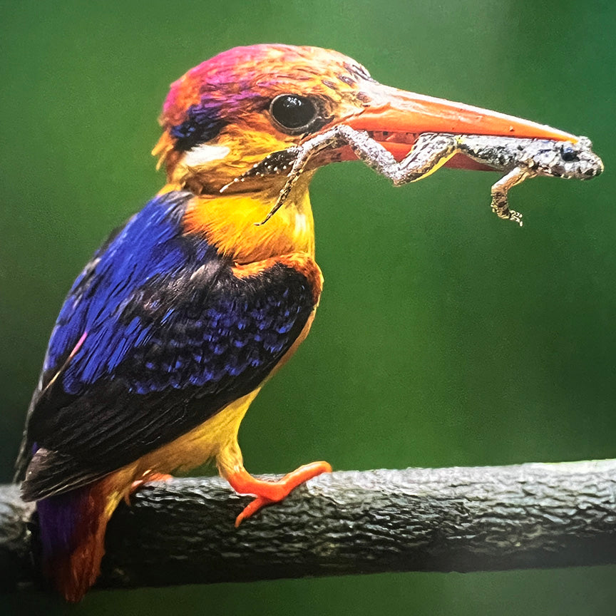 Prana: Traversing The Limitless Wilds Of Sri Lanka by Heshan Peiris