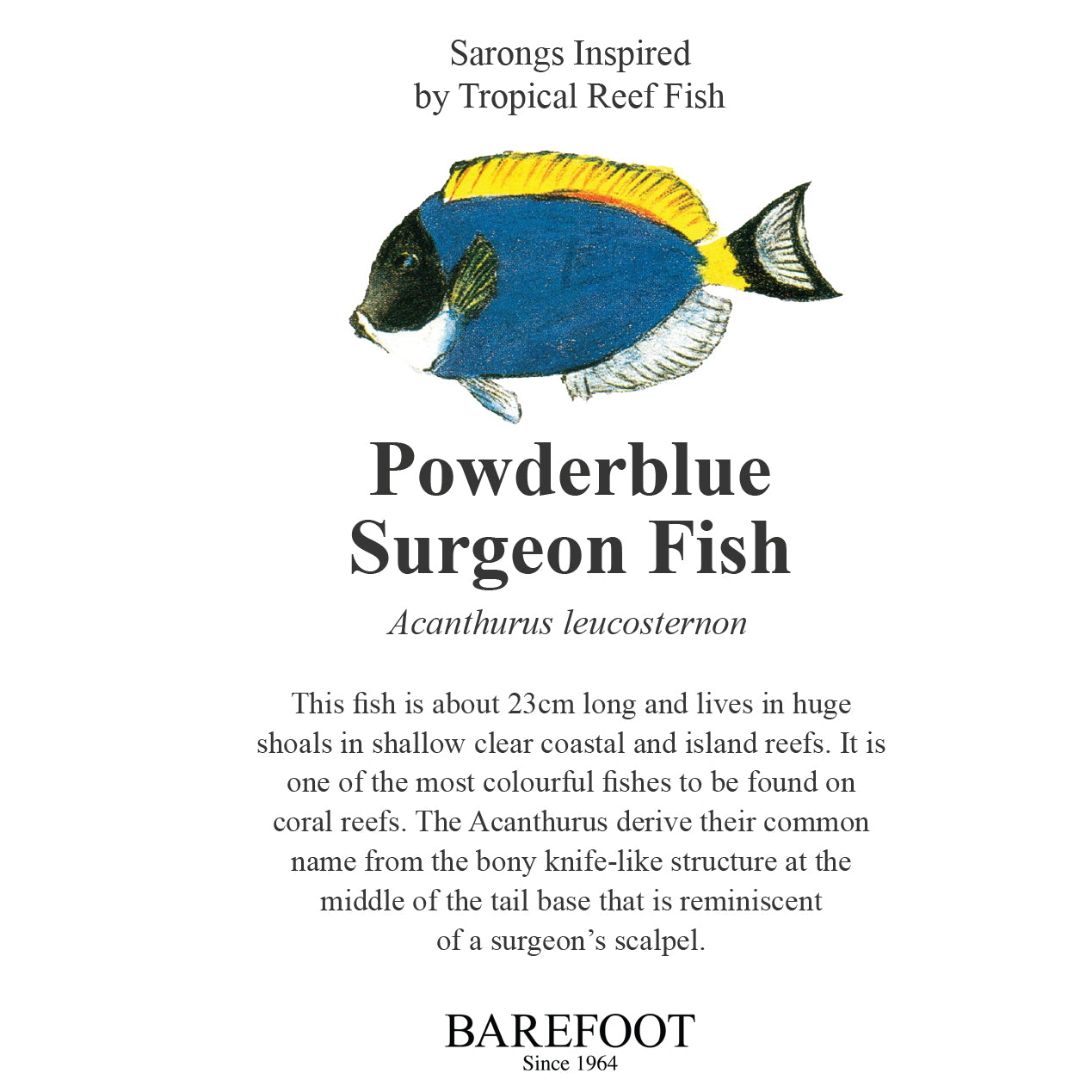 Designer Sarong: Powderblue Surgeon Fish