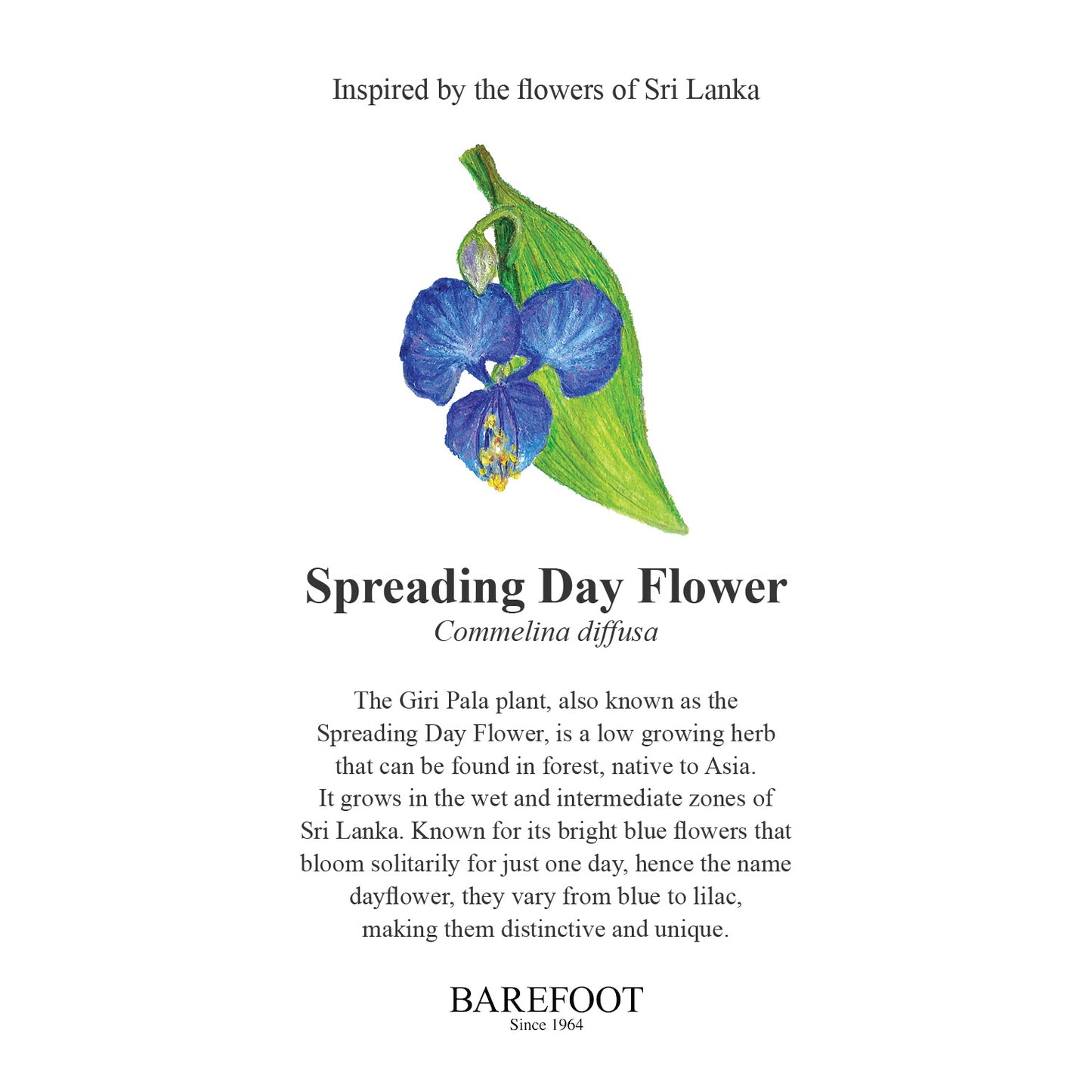 Designer Sarong: Spreading Day Flower