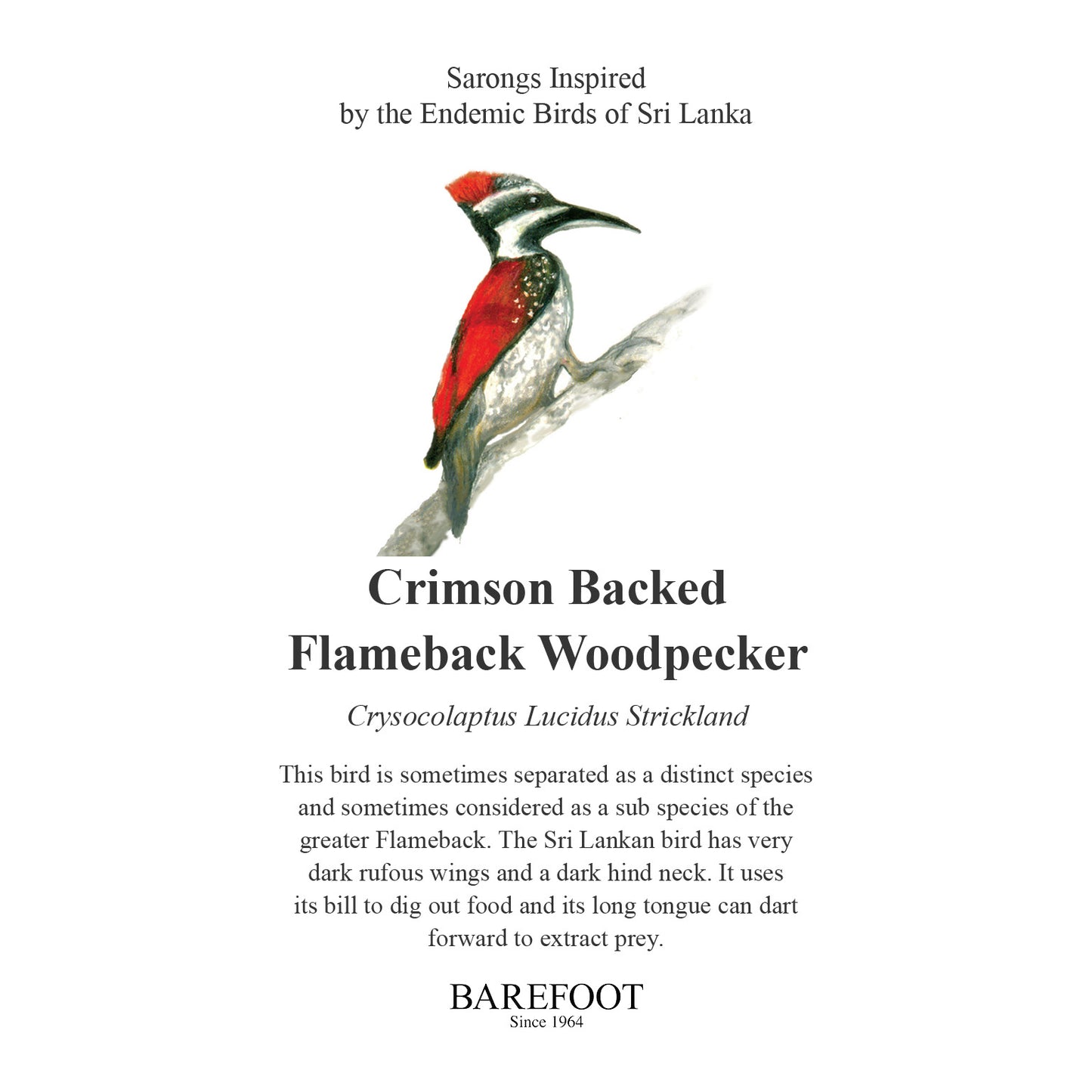 Designer Sarong: Crimson Backed Flameback Woodpecker