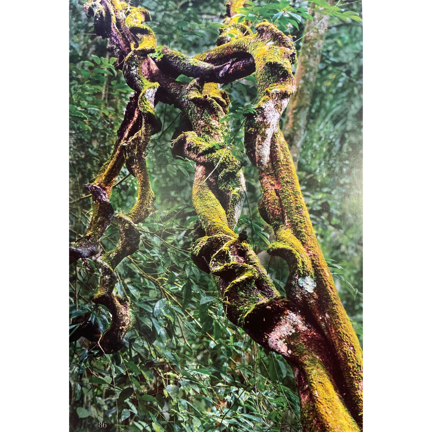 Sinharaja by Thilak Jayaratne, Nadika Hapuarachchi, Vimukthi Weerathunga,Janaka Gallangoda