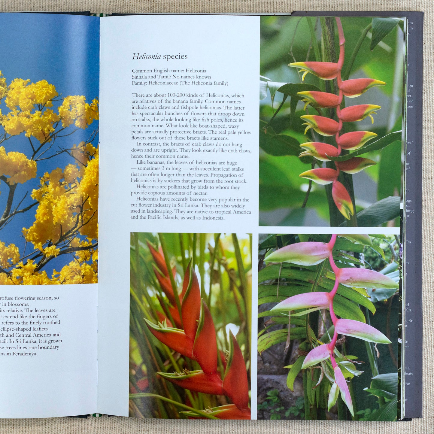 Grown in Sri Lanka - Cultivated Flowering Plants by Sriyanie Miththapala, Siril Wijesundara, Janaki Galappatti.