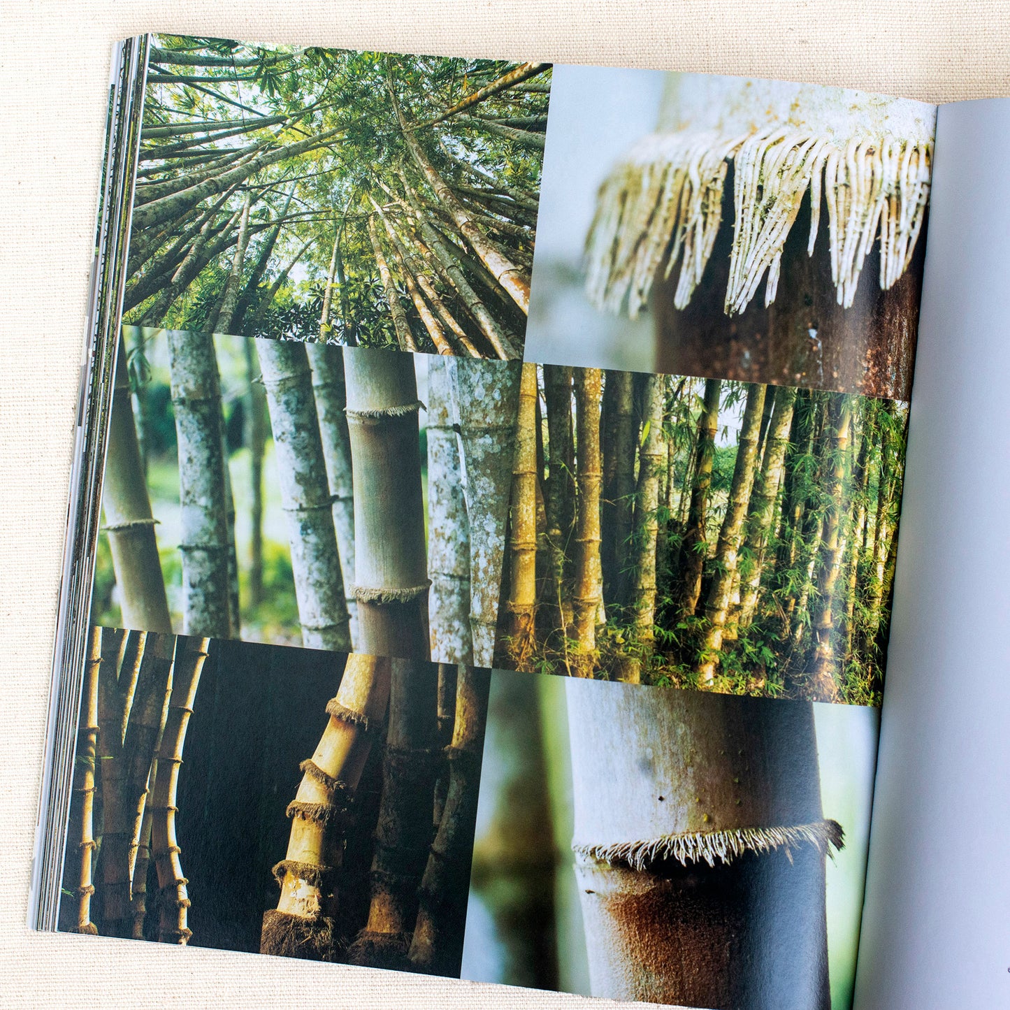 Bawa: The Sri Lanka Gardens. Text by David Robson, Photography by Dominic Sansoni