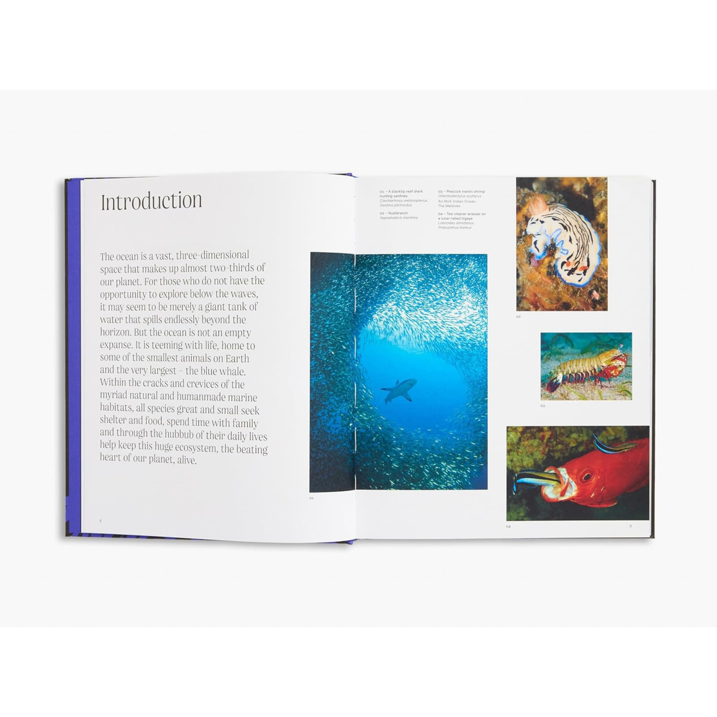 Ocean: From the Shore to the Abyss by Asha de Vos (Author), Peter Godfrey-Smith