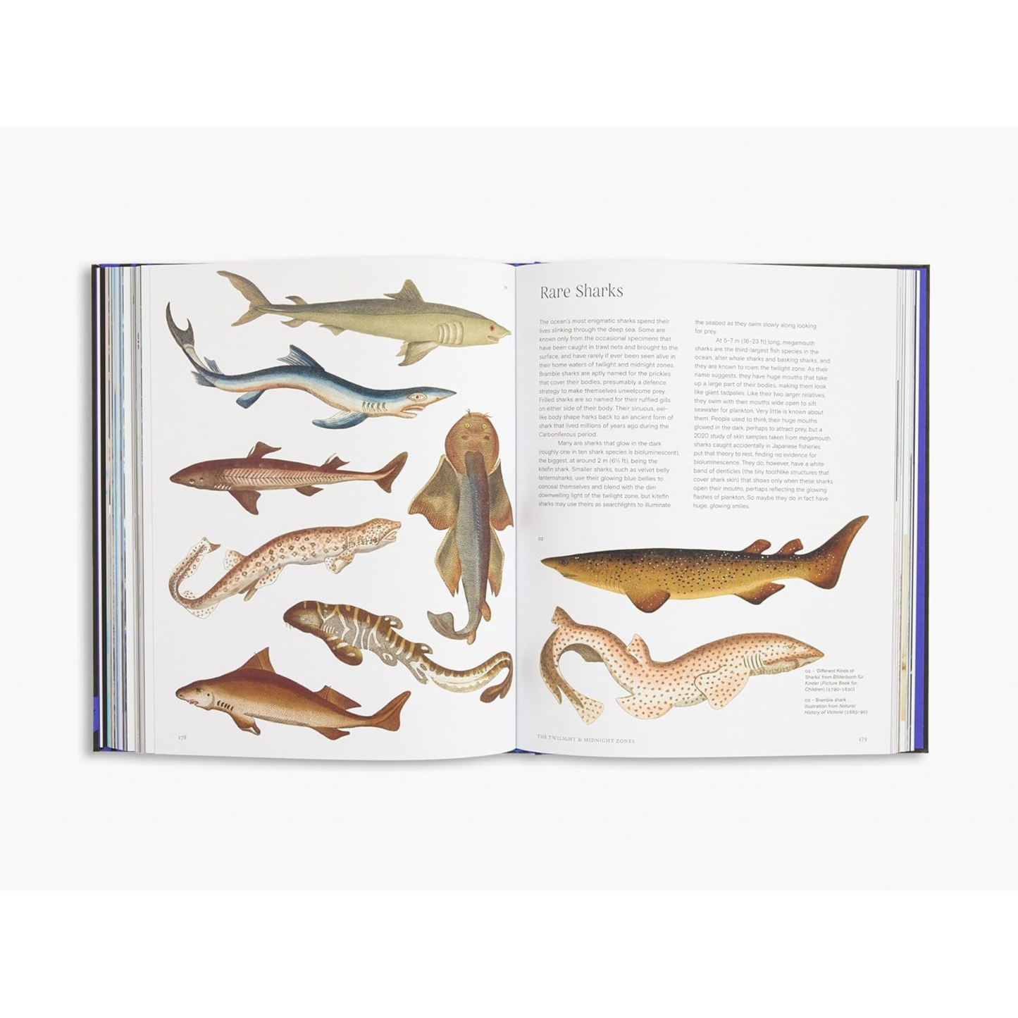 Ocean: From the Shore to the Abyss by Asha de Vos (Author), Peter Godfrey-Smith