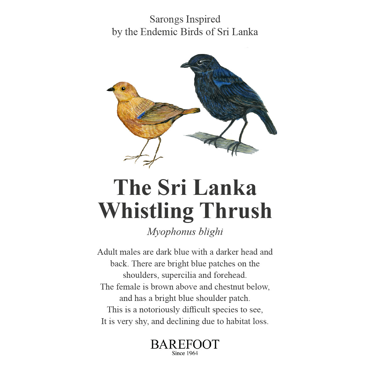 Designer Sarong:  The Sri Lanka Whistling Thrush