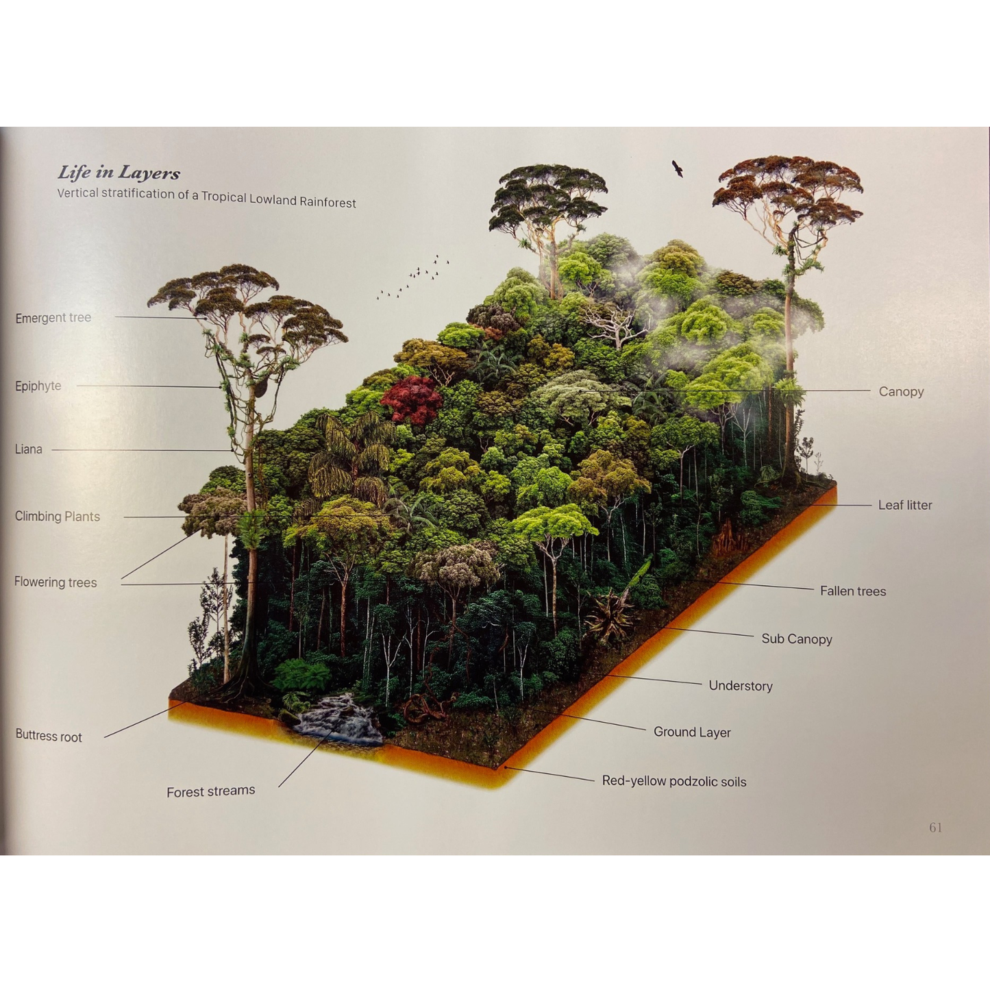 Sinharaja by Thilak Jayaratne, Nadika Hapuarachchi, Vimukthi Weerathunga,Janaka Gallangoda