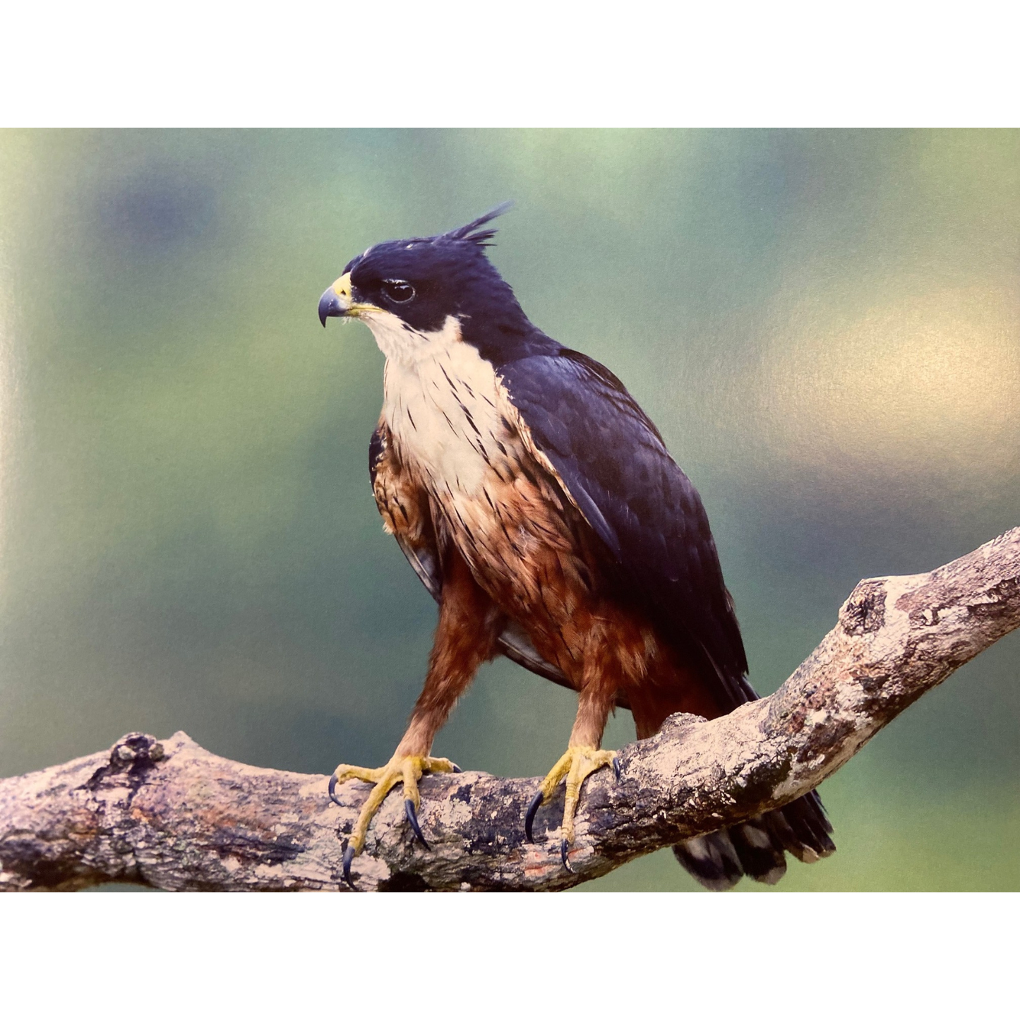 Sinharaja by Thilak Jayaratne, Nadika Hapuarachchi, Vimukthi Weerathunga,Janaka Gallangoda