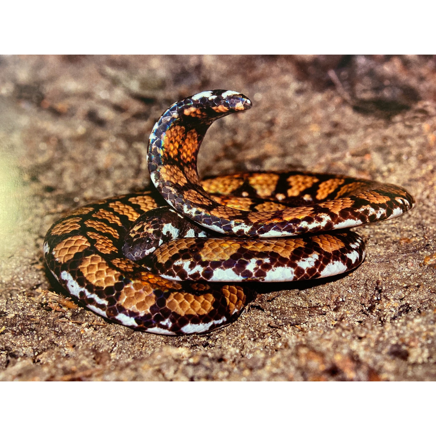 Sinharaja by Thilak Jayaratne, Nadika Hapuarachchi, Vimukthi Weerathunga,Janaka Gallangoda