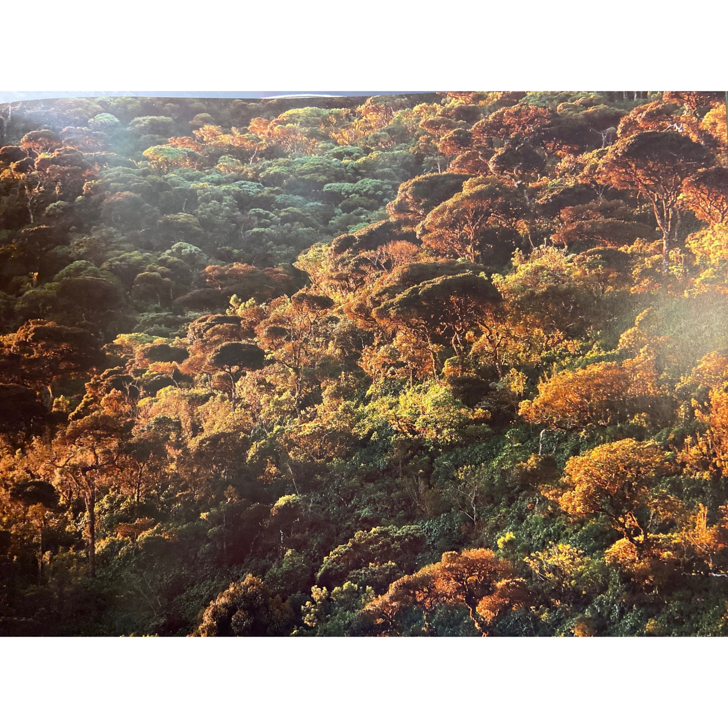 Sinharaja by Thilak Jayaratne, Nadika Hapuarachchi, Vimukthi Weerathunga,Janaka Gallangoda