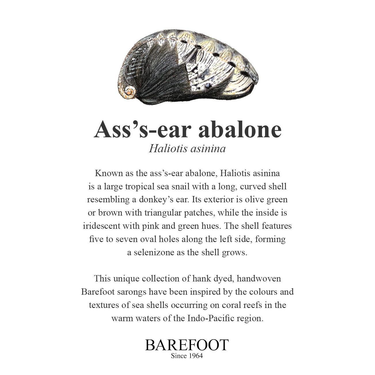 Designer Sarong: Ass's-ear Abalone