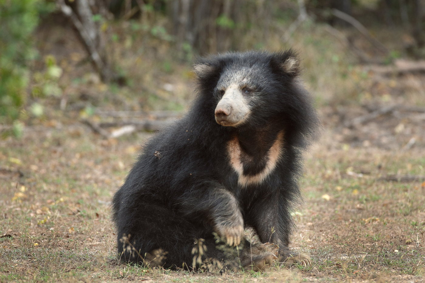 Sloth Bear: The Barefoot Bear of Sri Lanka by Shyamala Ratnayeke. Photography by Luxshmanan Nadaraja