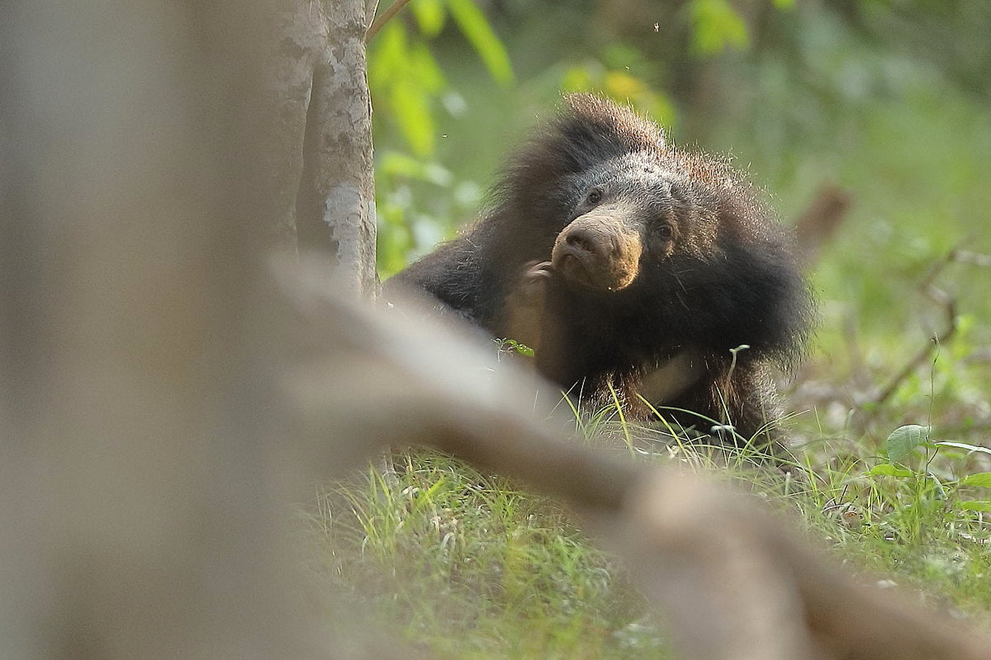 Sloth Bear: The Barefoot Bear of Sri Lanka by Shyamala Ratnayeke. Photography by Luxshmanan Nadaraja