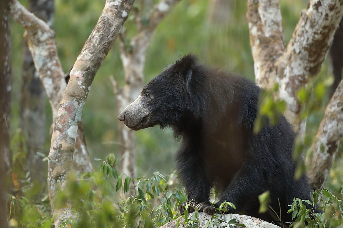 Sloth Bear: The Barefoot Bear of Sri Lanka by Shyamala Ratnayeke. Photography by Luxshmanan Nadaraja