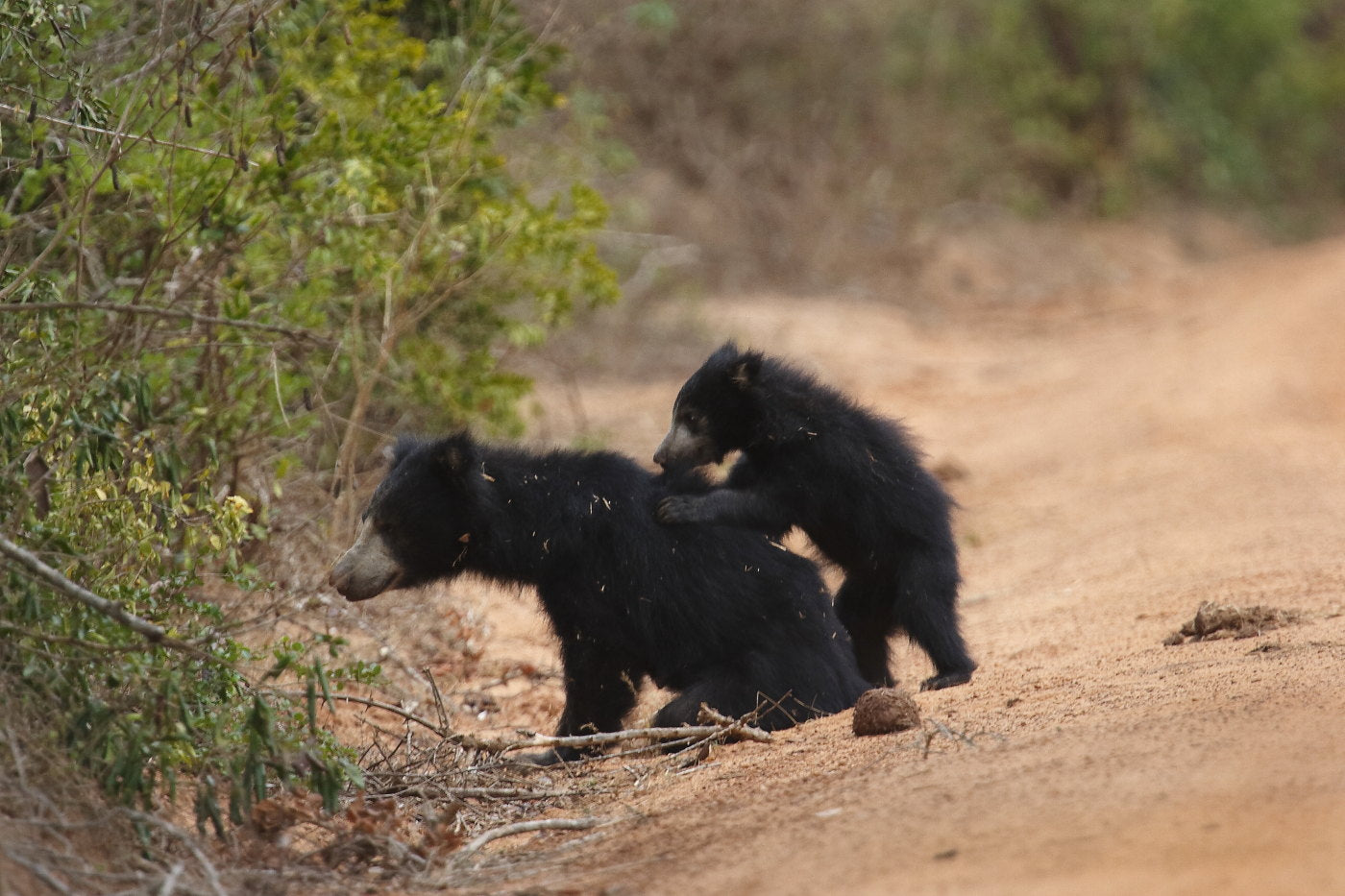 Sloth Bear: The Barefoot Bear of Sri Lanka by Shyamala Ratnayeke. Photography by Luxshmanan Nadaraja